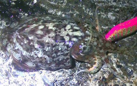 焼津港、ヒラメ、コウイカ、タコ、カマスが好調